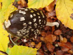 Imagem de Coprinopsis picacea (Bull.) Redhead, Vilgalys & Moncalvo 2001