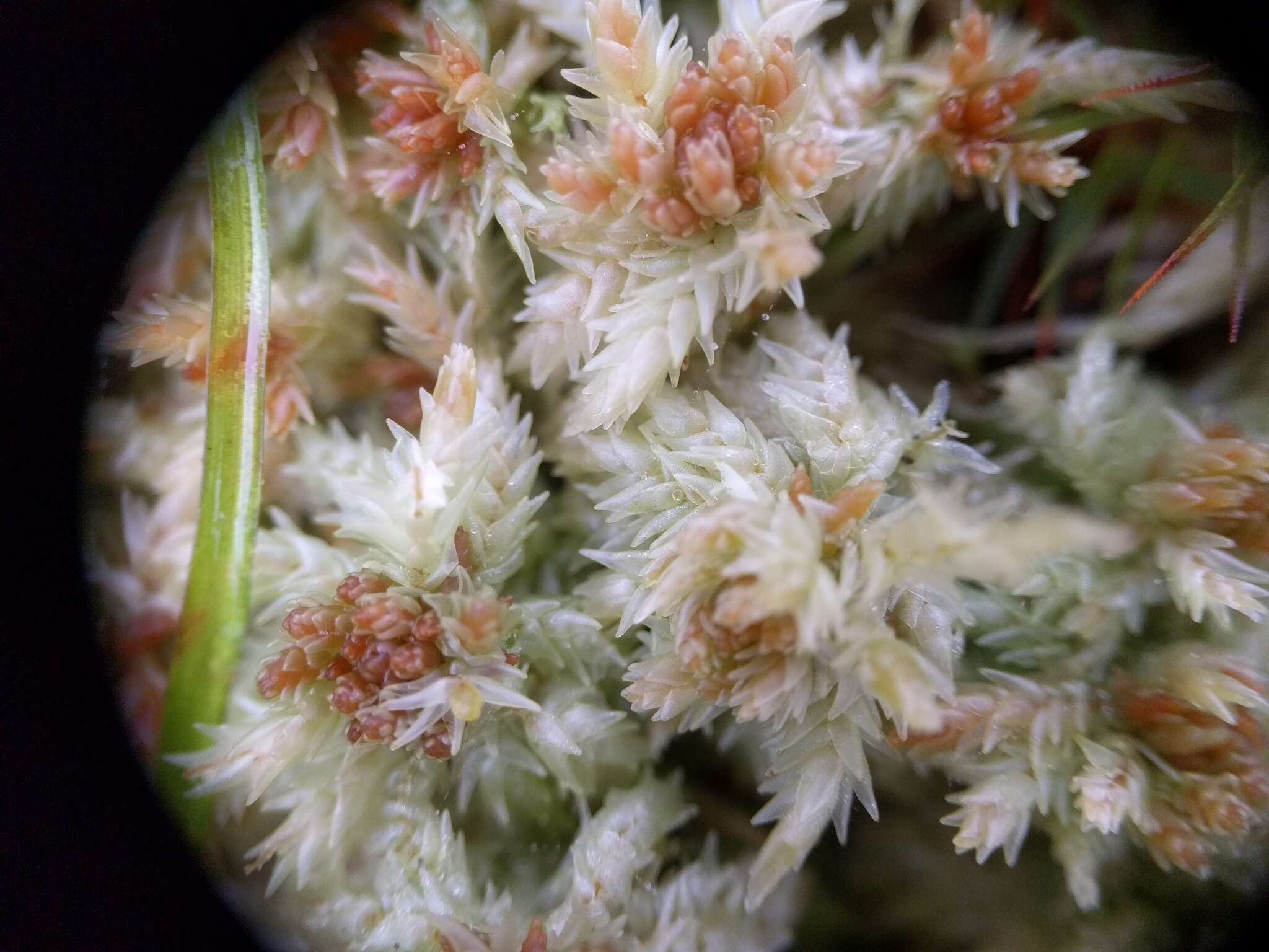 Image of Prairie sphagnum moss