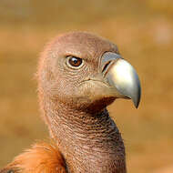 Image of Asian White-backed Vulture