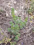 Image of Dillenius' speedwell