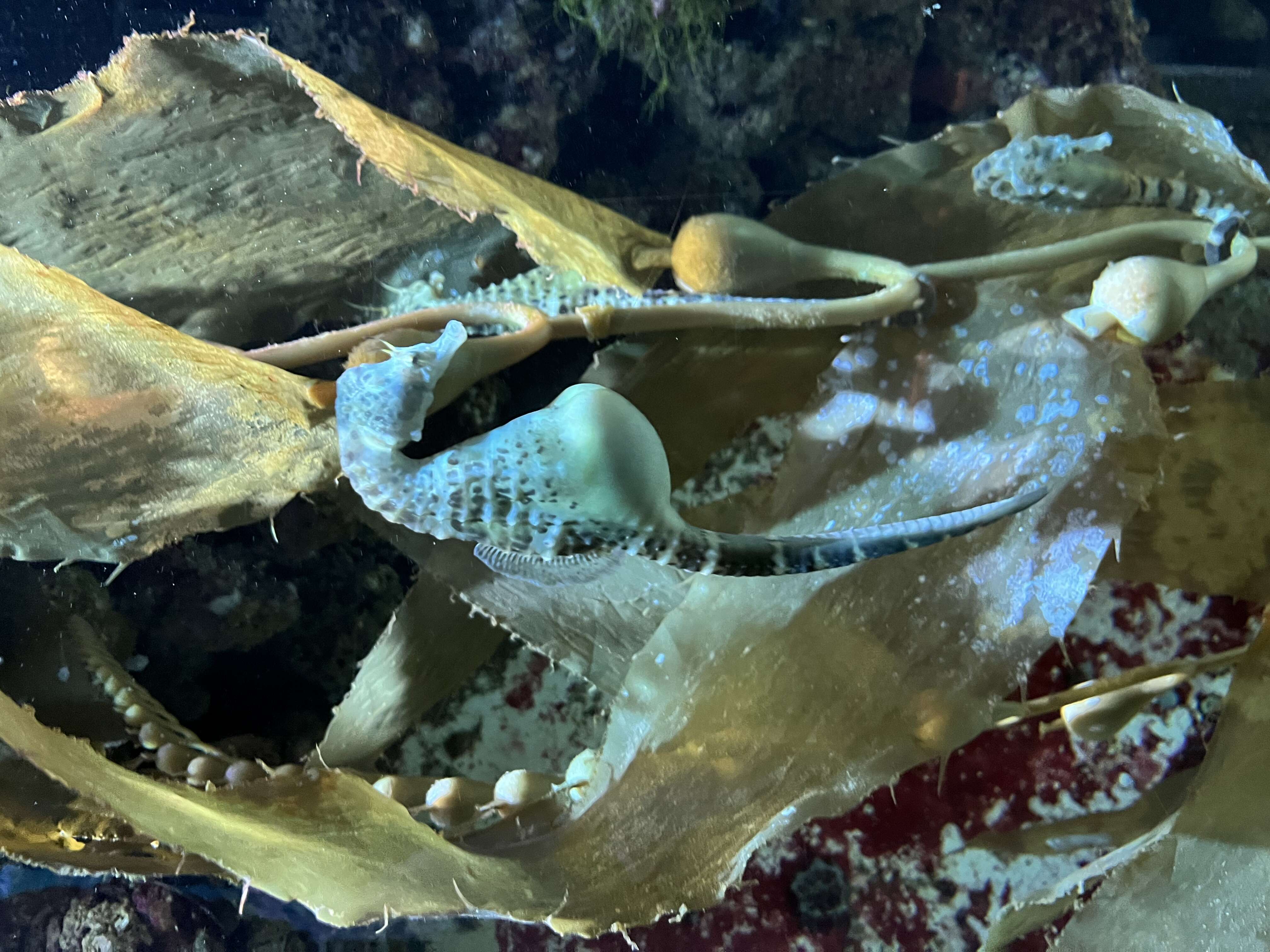 Image of Big-belly Seahorse