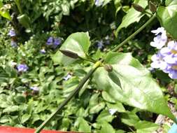 Image of Bengal clock vine