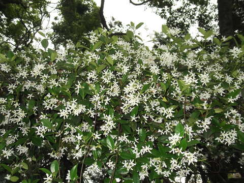 Image of Star-jasmine or Confederate-jasmine