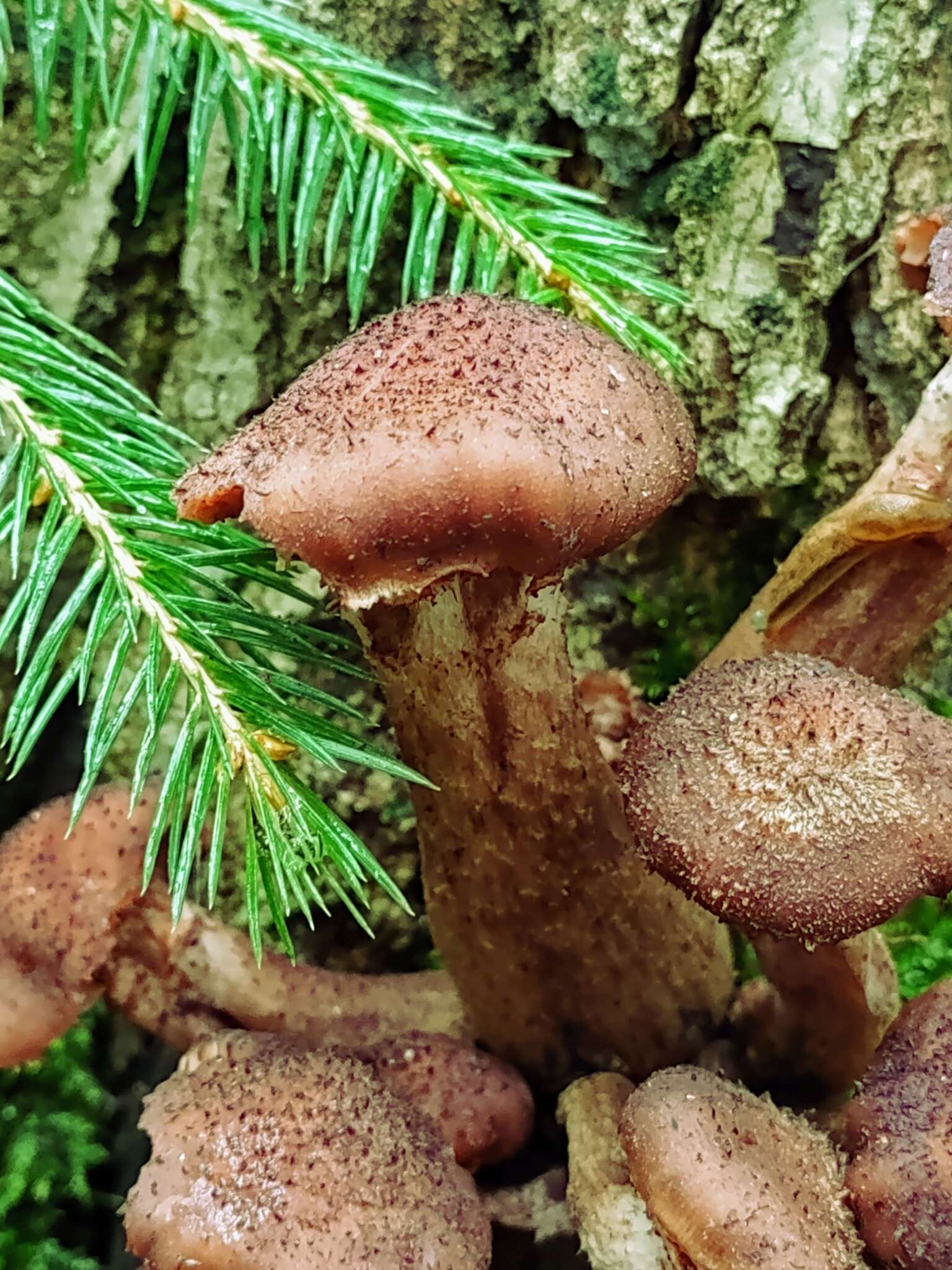 Image of Armillaria ostoyae (Romagn.) Herink 1973