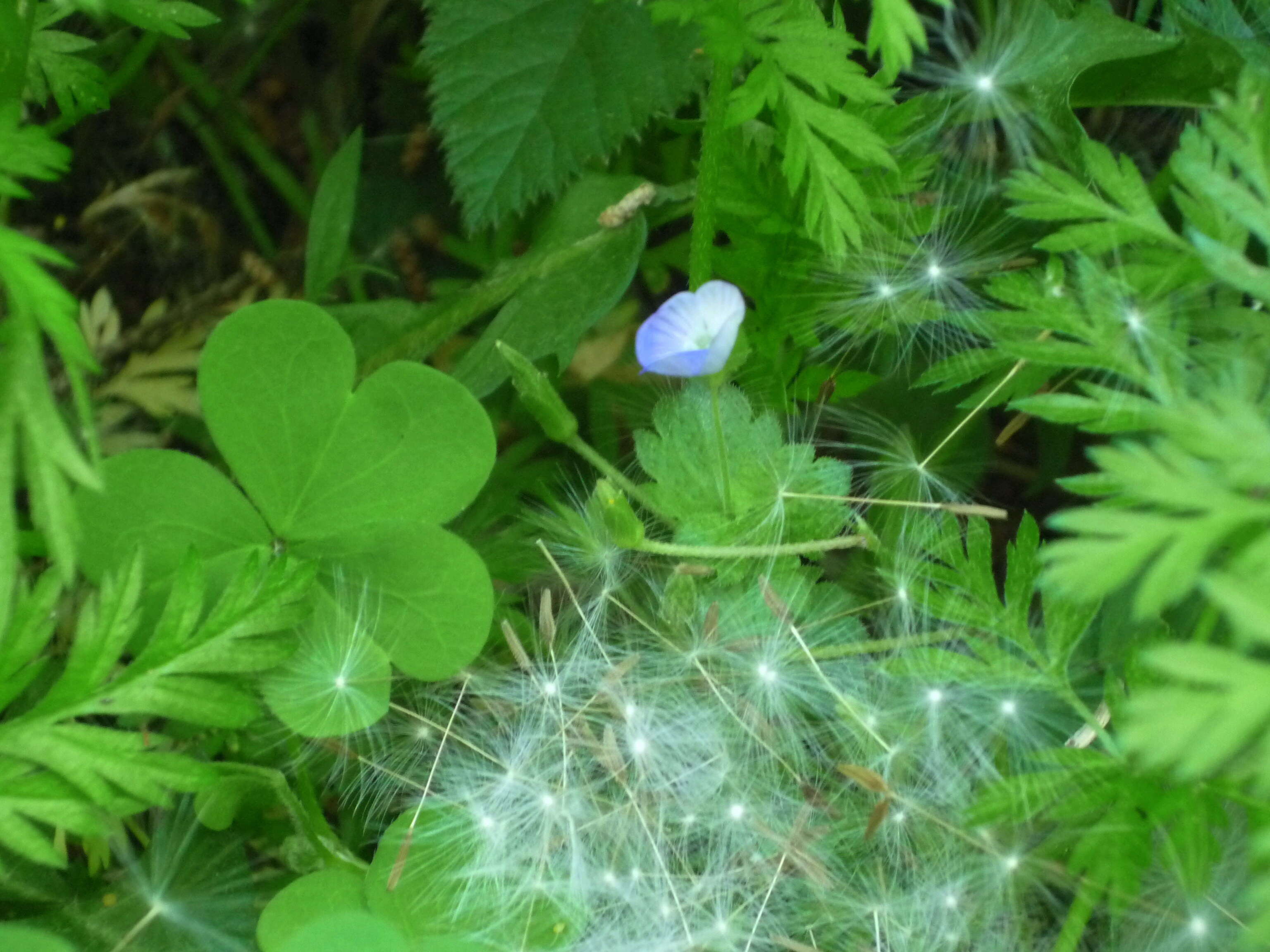 Image of birdeye speedwell