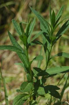 صورة Vernonia fasciculata Michx.