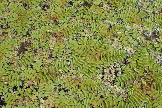 Image of floating watermoss