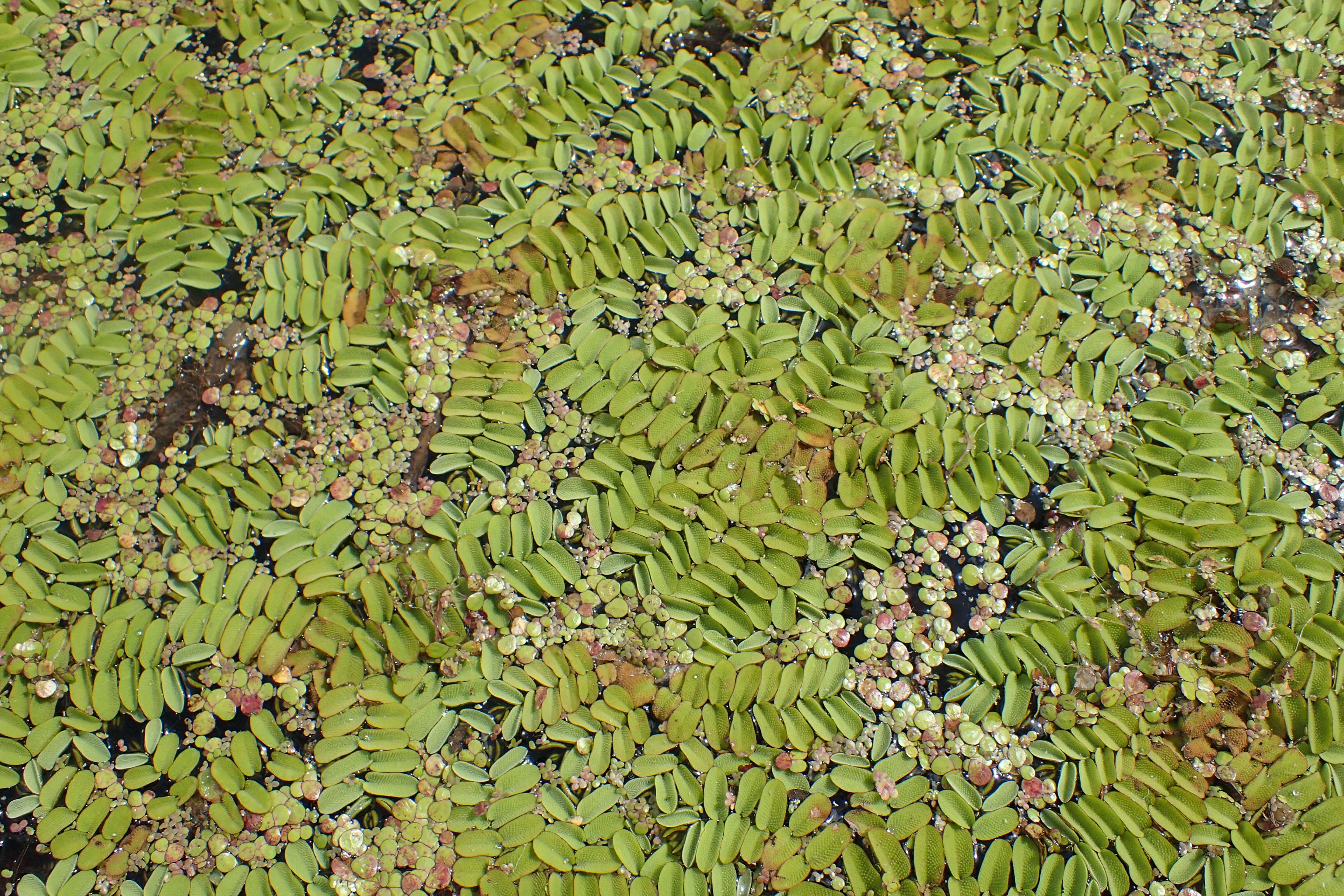Image of floating watermoss