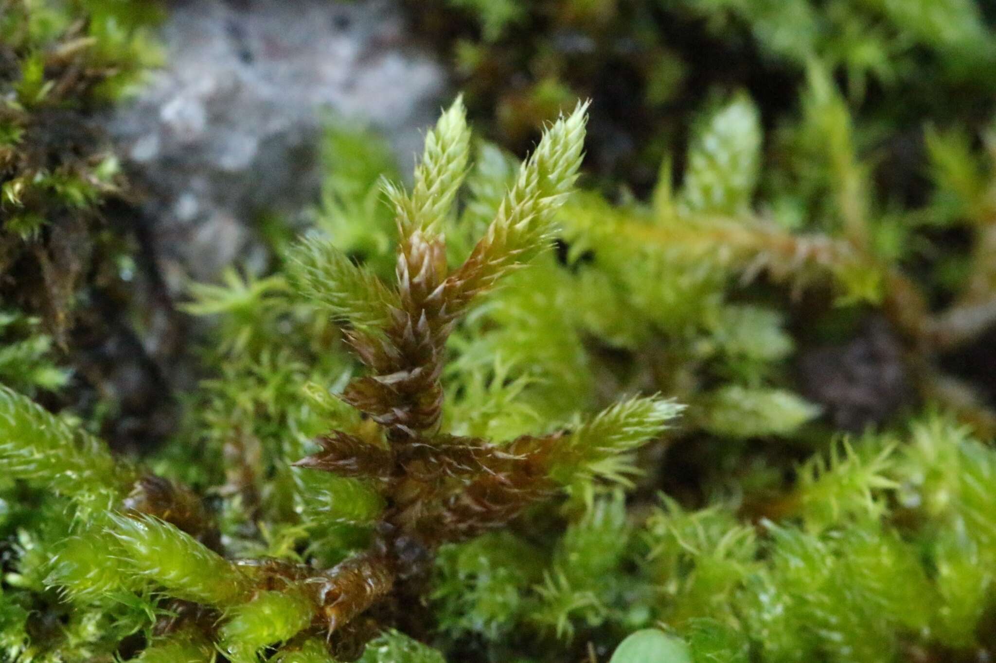 Image of rhytidium moss