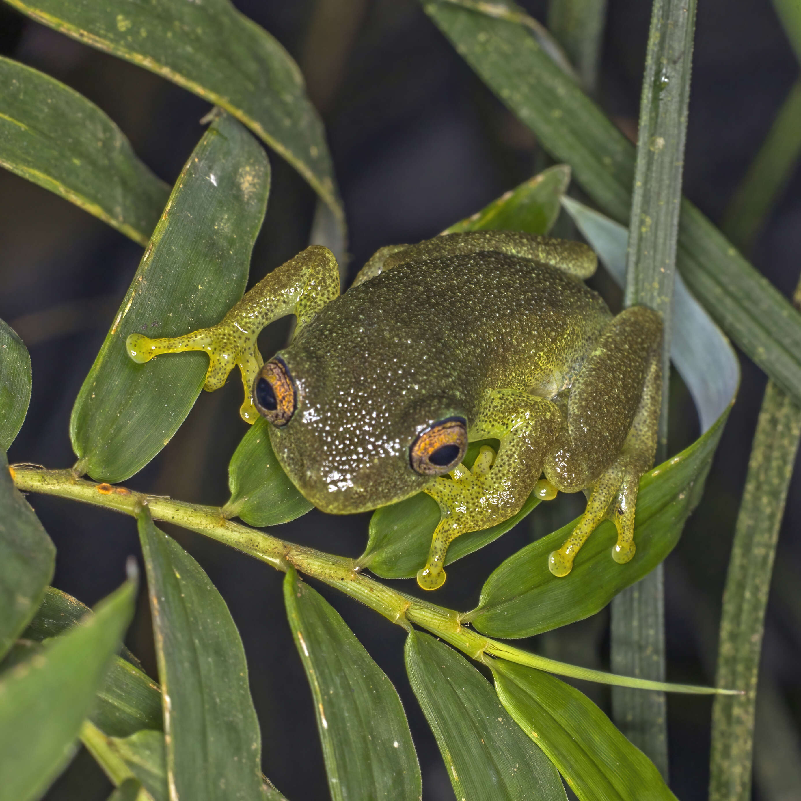 Image of Drewes' Reed Frog