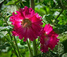 Image of hollyhock