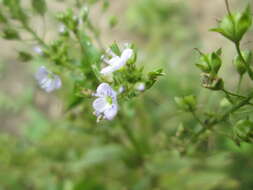 Image of Blue Water-speedwell