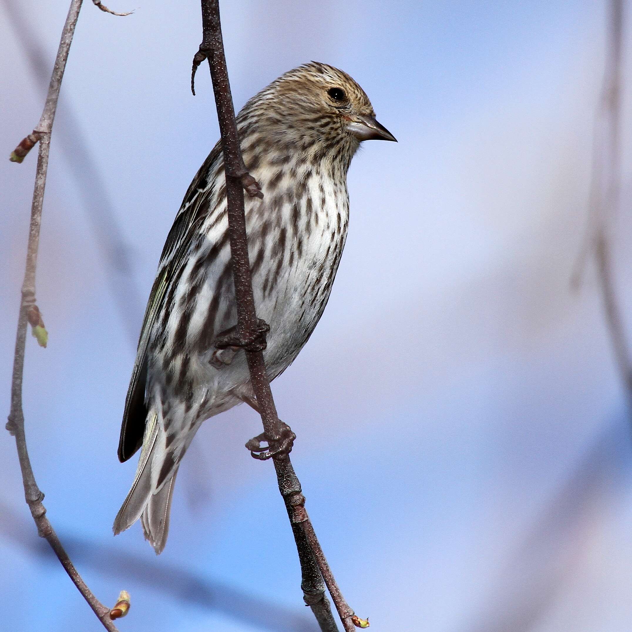 Image of Pine Siskin