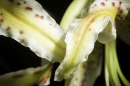 Lilium auratum Lindl. resmi