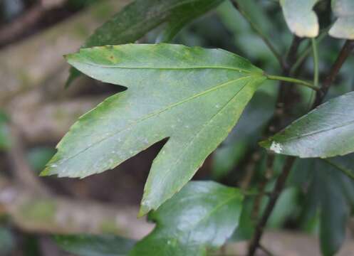 Image of Alseuosmia quercifolia A. Cunn.