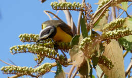 صورة Myiozetetes cayanensis (Linnaeus 1766)