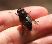 Image of dark giant horsefly