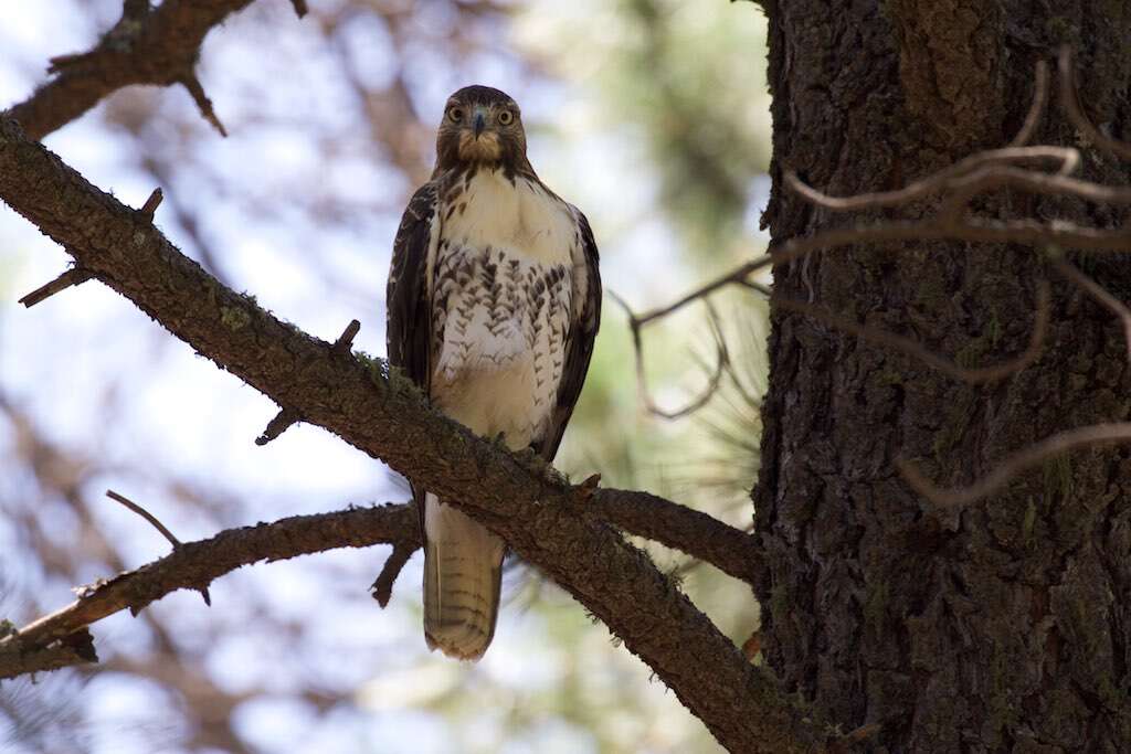 Image of Buteo jamaicensis fuertesi Sutton & Van Tyne 1935