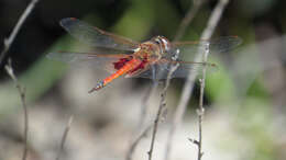 Image of Common Glider