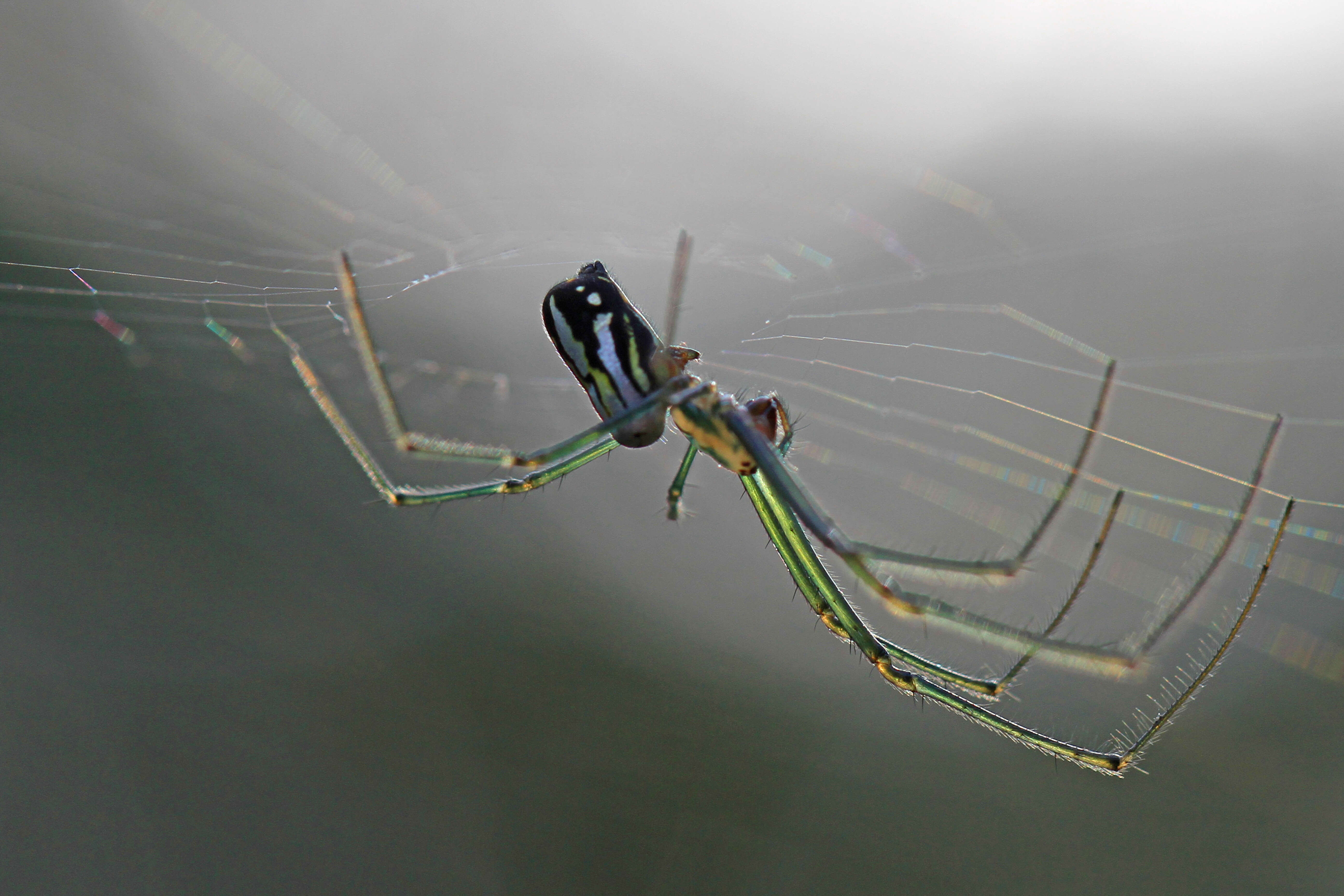 Image of Leucauge venusta (Walckenaer 1841)