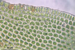 Image of Lyell's orthotrichum moss