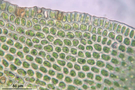 Image de Orthotrichum lyellii W. J. Hooker & Taylor 1818