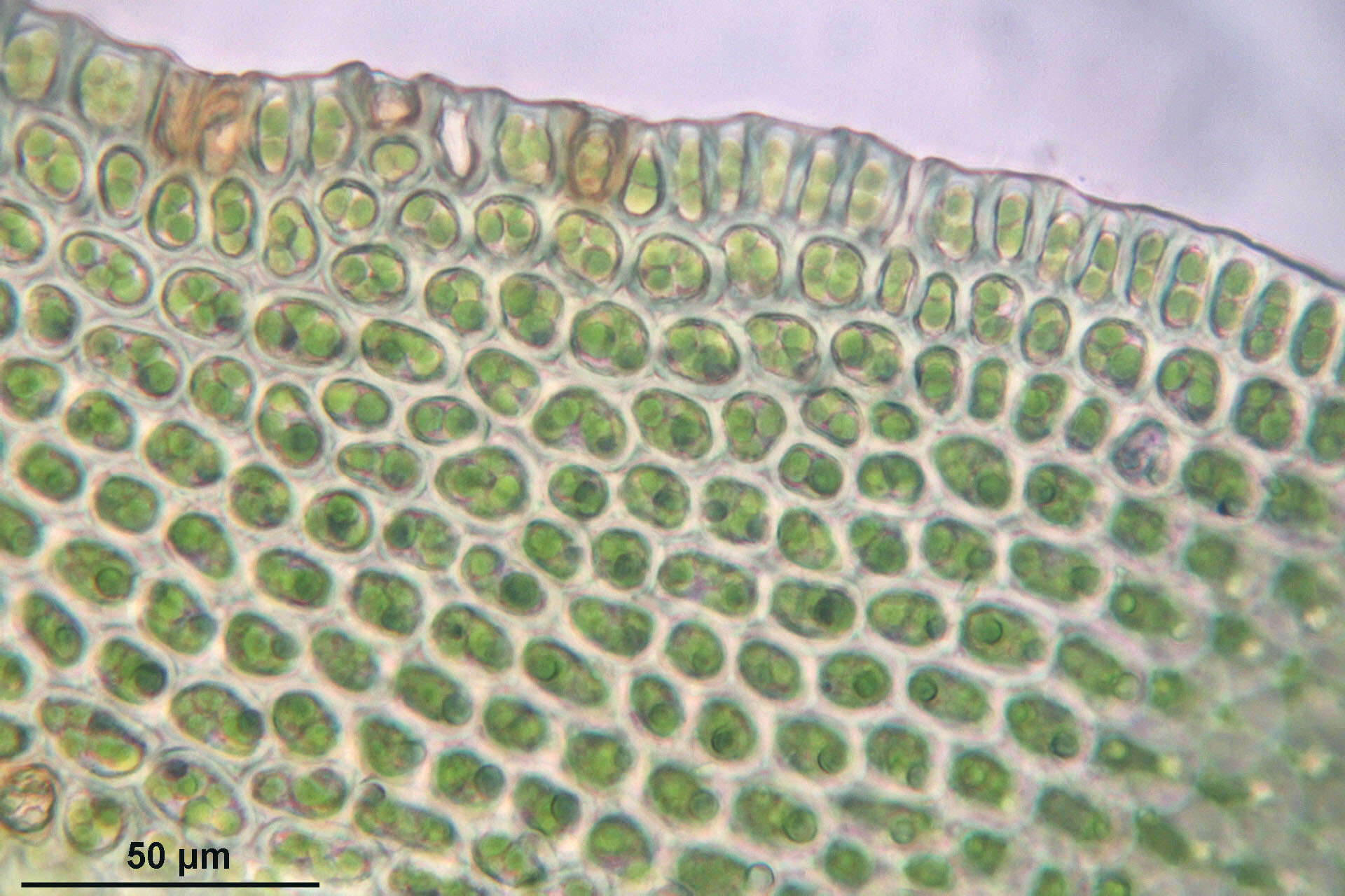 Image of Lyell's orthotrichum moss