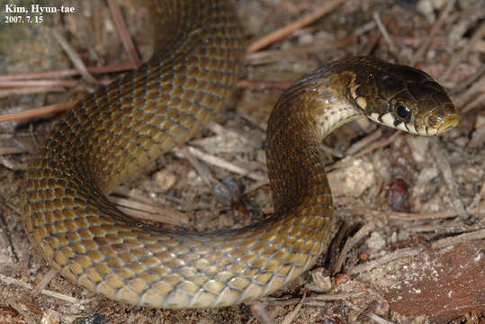 Image of Japanese Keelback