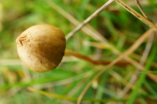 Plancia ëd Psilocybe semilanceata (Fr.) P. Kumm. 1871