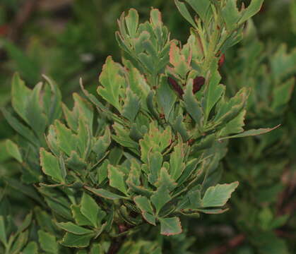 Imagem de Phyllocladus aspleniifolius (Labill.) Hook. fil.