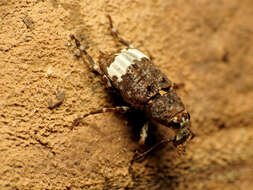 Image of fungus weevils