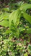 Image of Angular Solomon's Seal