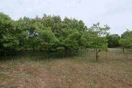 Image of black locust