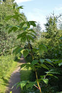 Imagem de Sambucus nigra L.