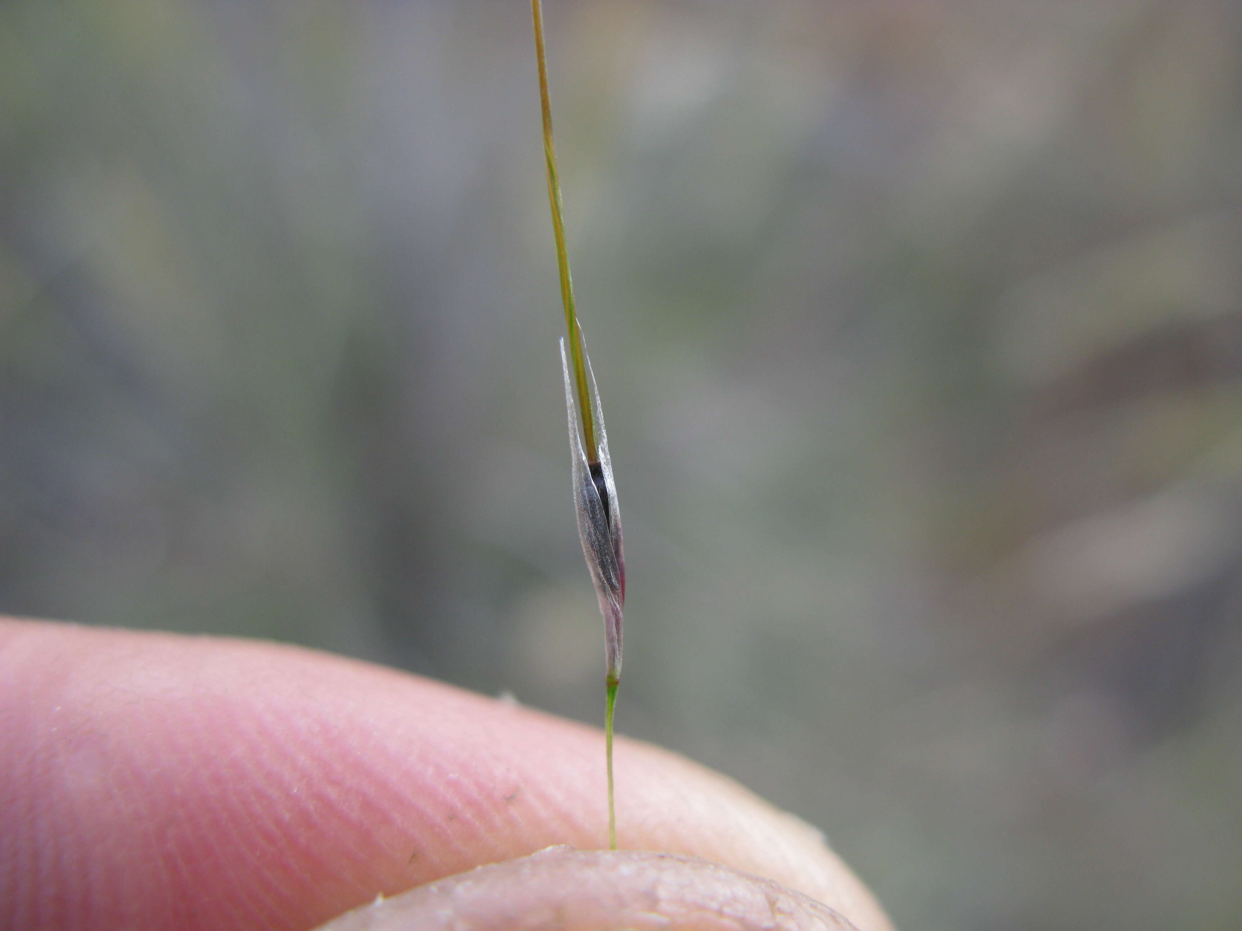 Image of Austrostipa setacea (R. Br.) S. W. L. Jacobs & J. Everett