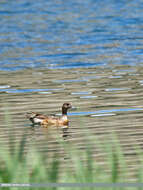 Image of Eurasian Wigeon