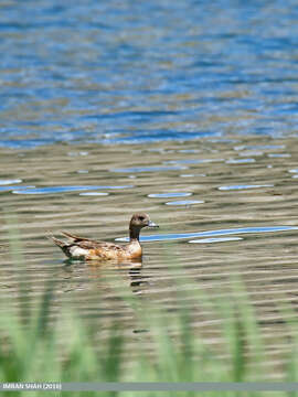 Image of Eurasian Wigeon