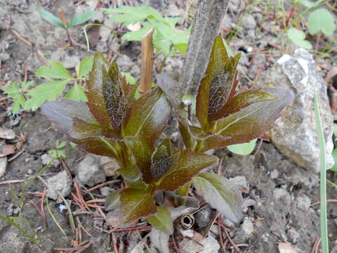 Imagem de Adenophora liliifolia (L.) A. DC.