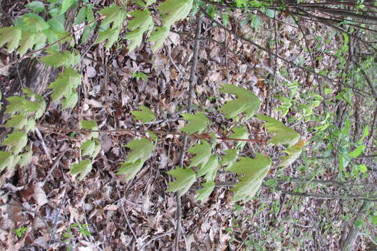 Image of sugar maple