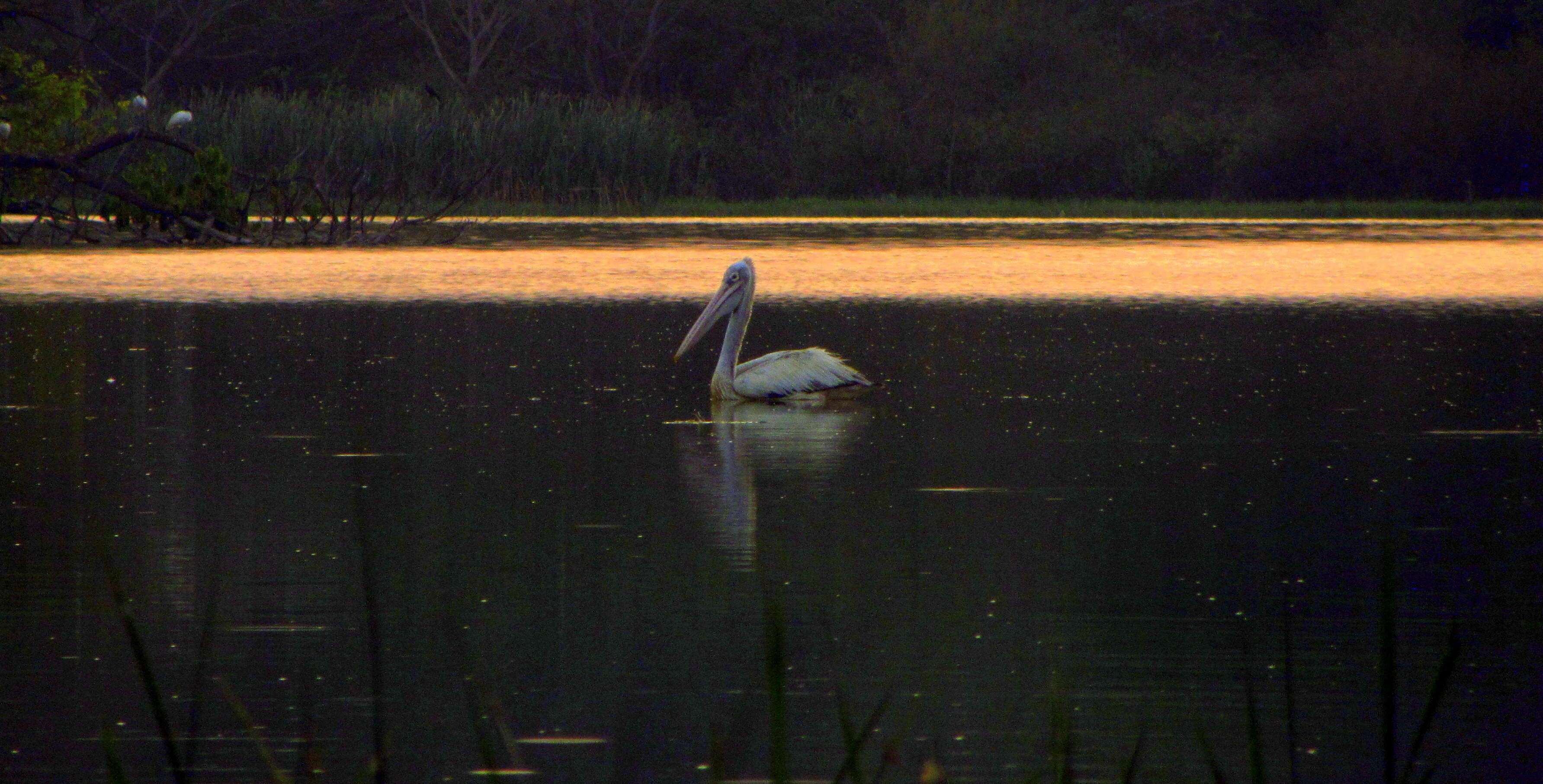 Image of Grey Pelican