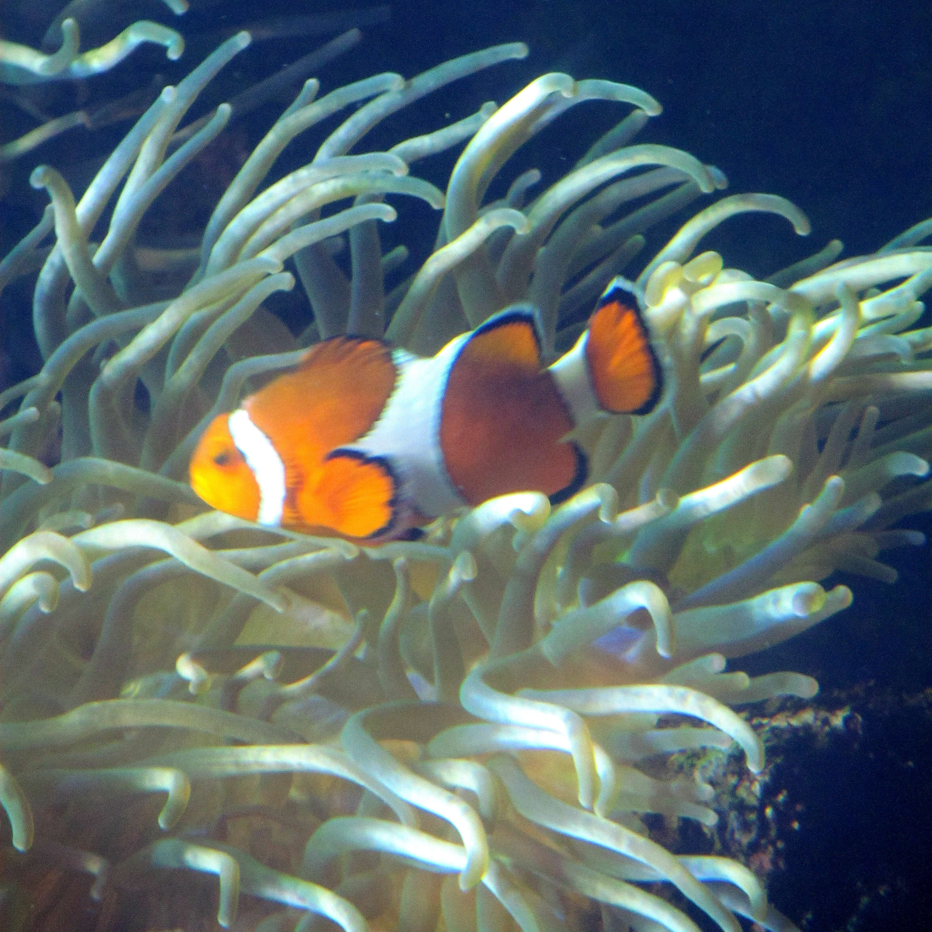 Image of Common clownfish