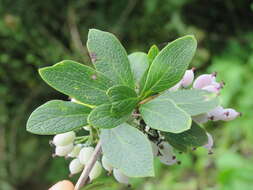 Image of Berberis aristata DC.