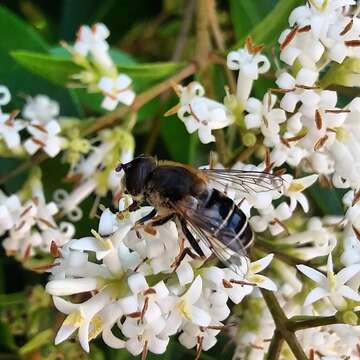 صورة <i>Eristalis nemorum</i>