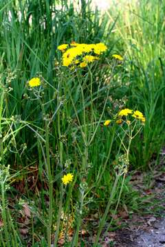 Image of rough hawksbeard