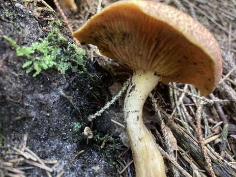 Image of Tricholomopsis rutilans (Schaeff.) Singer 1939