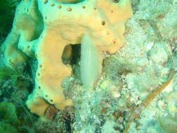 Image of Pinna bicolor Gmelin 1791