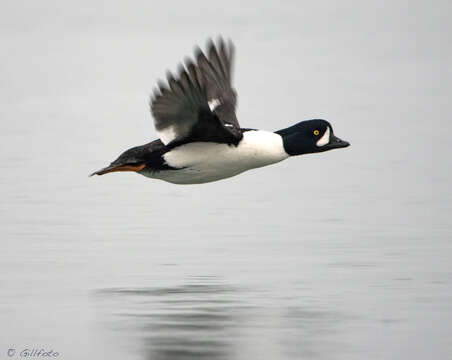 Image of Barrow's Goldeneye