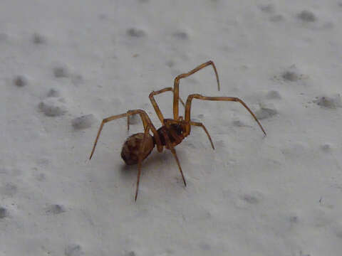 Image of Triangulate cobweb spider