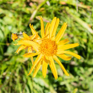 Image of mountain arnica