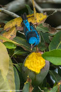 Image of Blue Dacnis